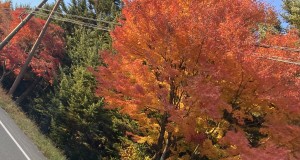 紅葉が綺麗です！