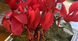 お家の中で綺麗に咲いています！